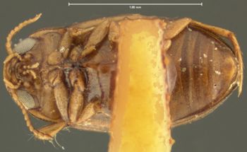 Media type: image;   Entomology 23888 Aspect: habitus ventral view